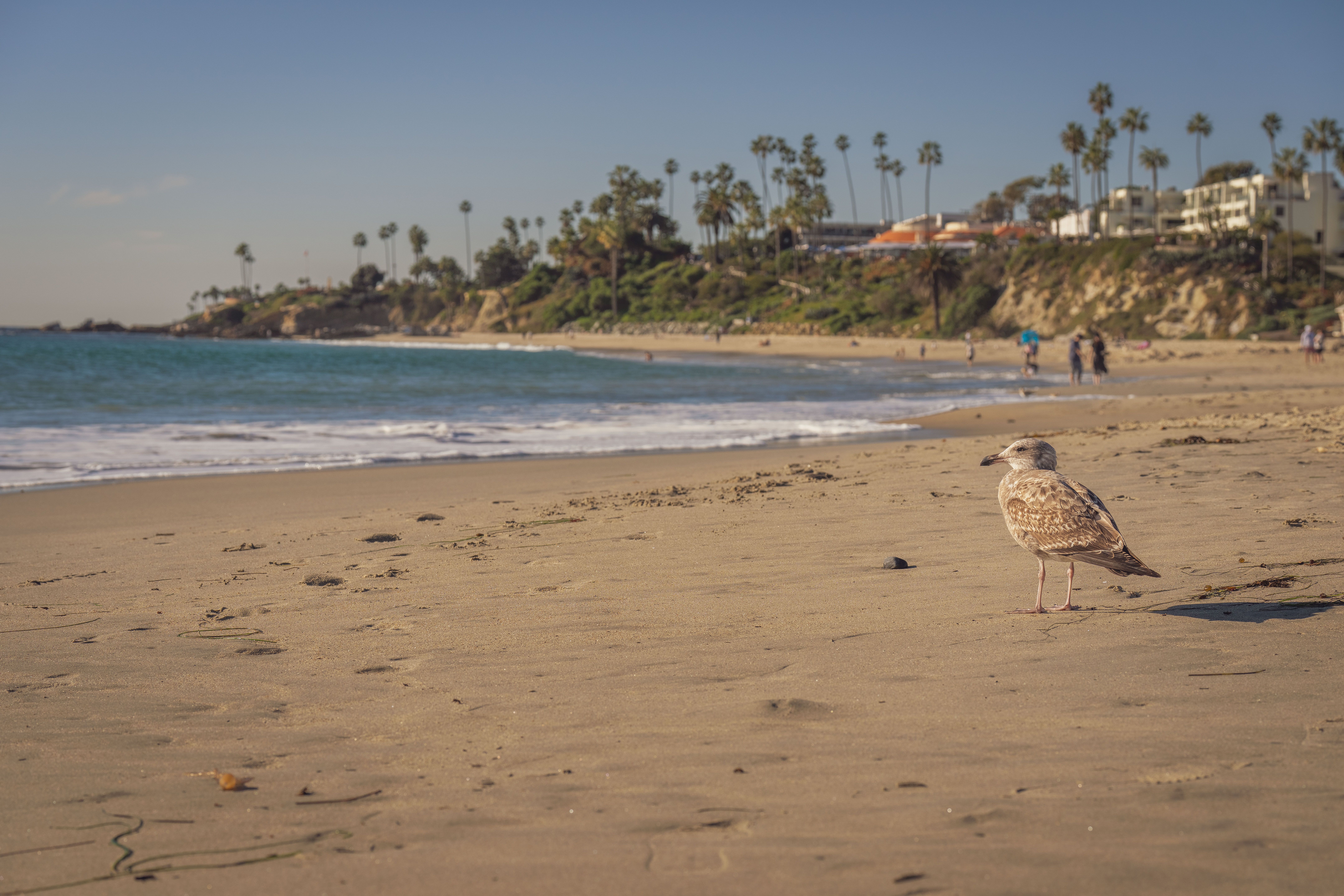 Internova Travel Group Concludes "PLUS" Event in Newport Beach — Photo by Mark Stebnicki on Pexels