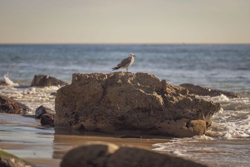 Free A seagull perches on a rock by the ocean, capturing a serene coastal moment. Stock Photo