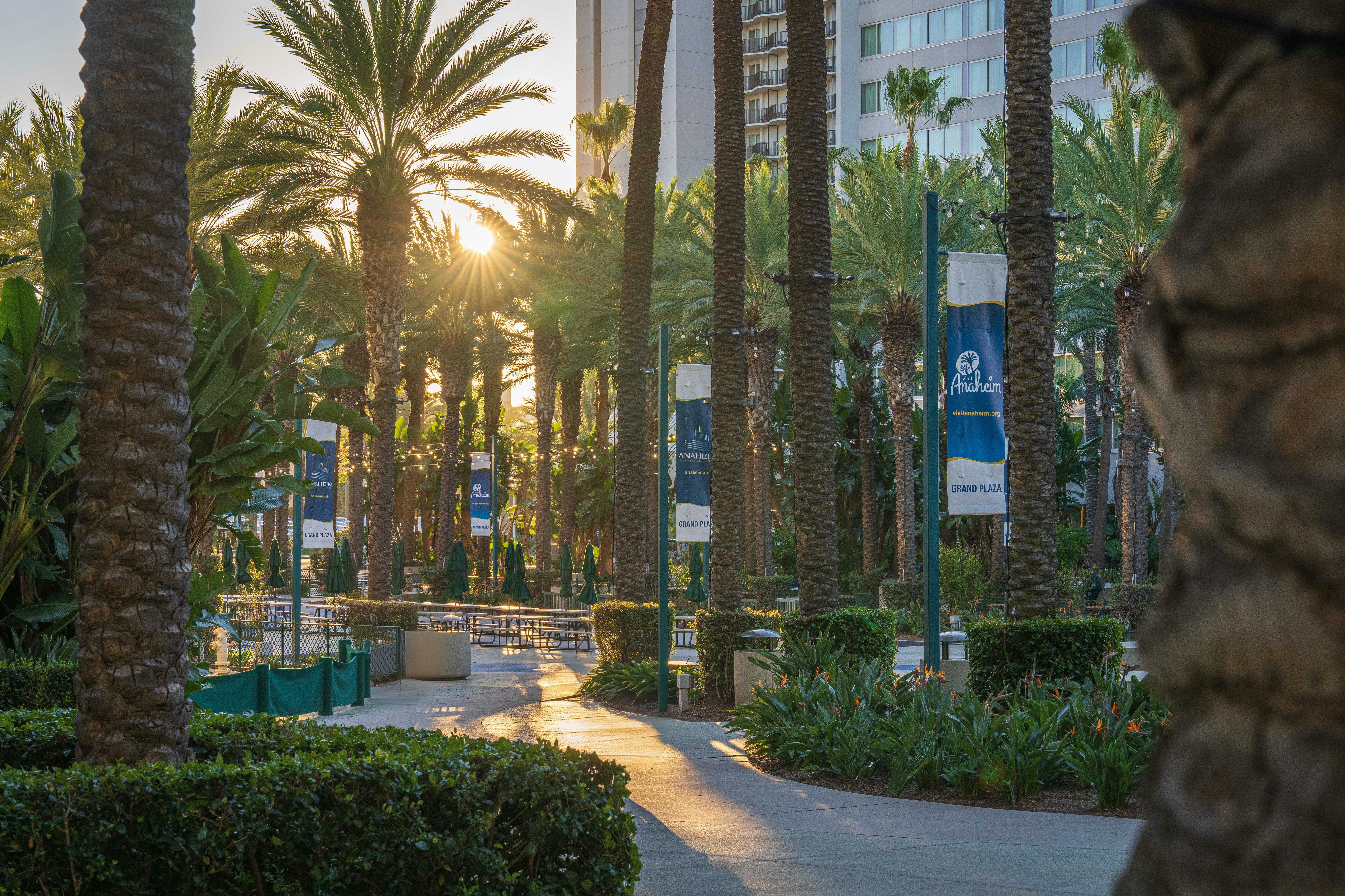 Serene sunset view at Anaheim Plaza with palm trees and lush greenery.