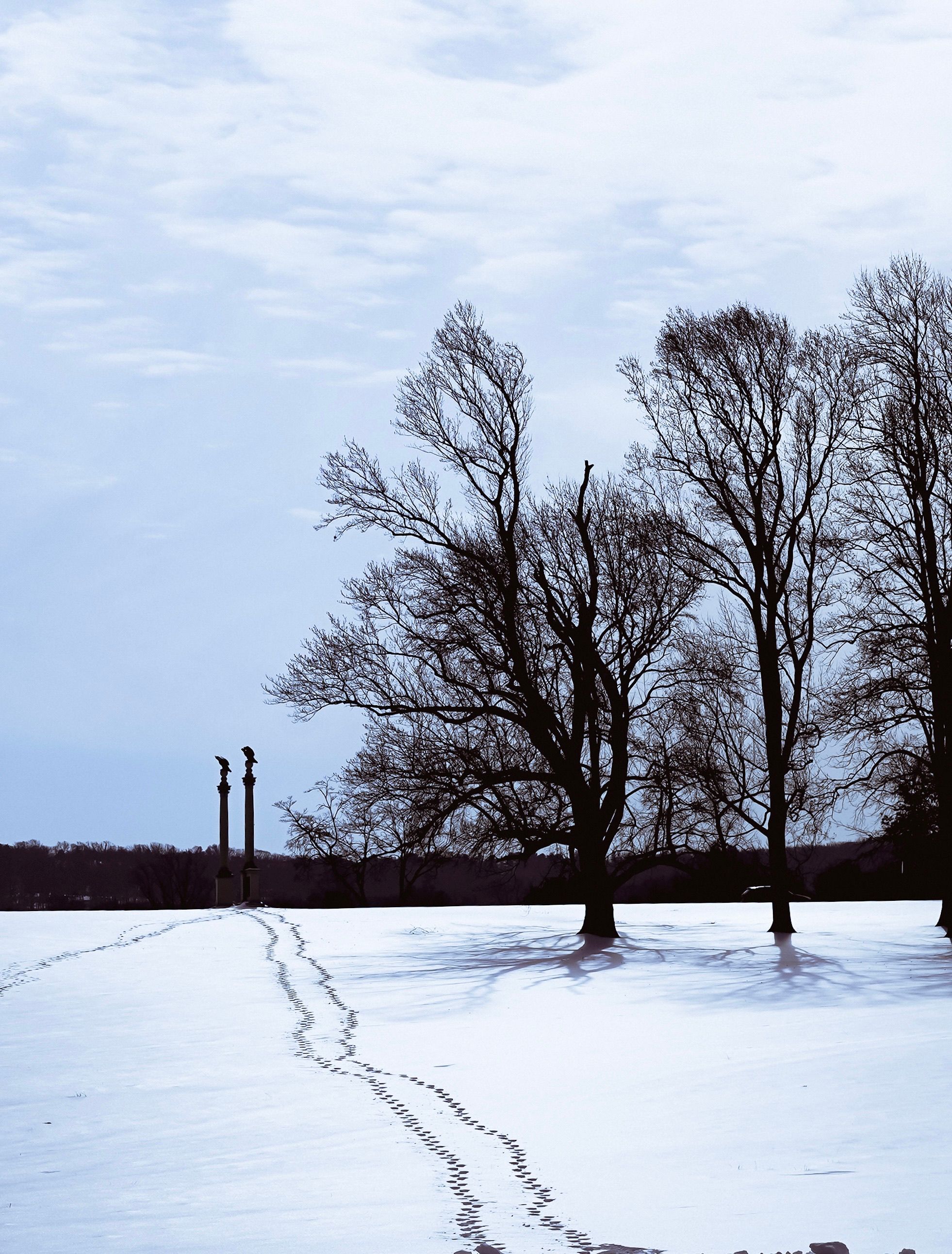 Scenic Winter Landscape with Bare Trees and Snow · Free Stock Photo
