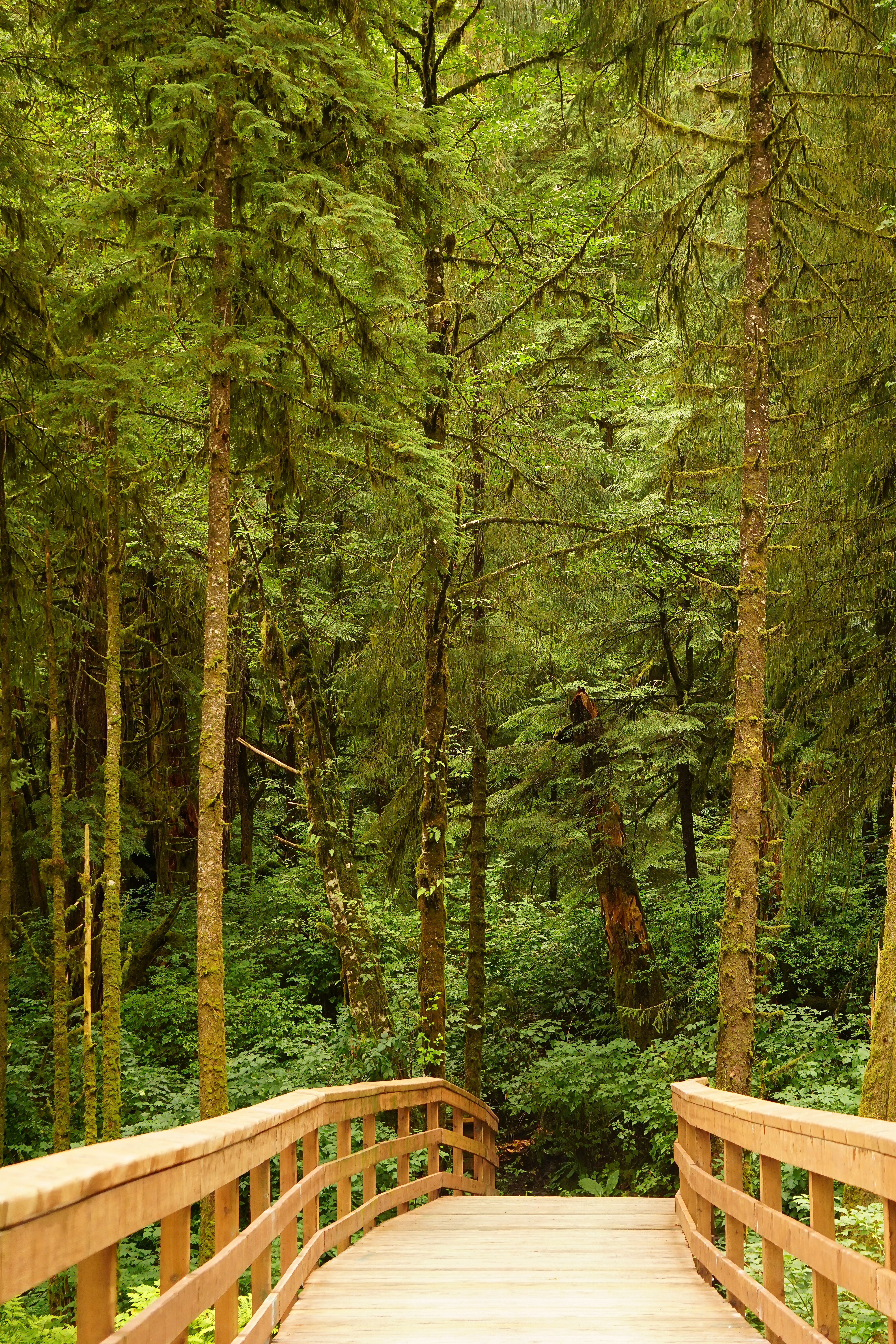 Peaceful wooden bridge amidst dense and vibrant green forest. Nature at its serene best.
