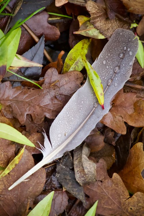 Free A feather rests on wet autumn leaves with dew drops, evoking a serene autumn moment. Stock Photo