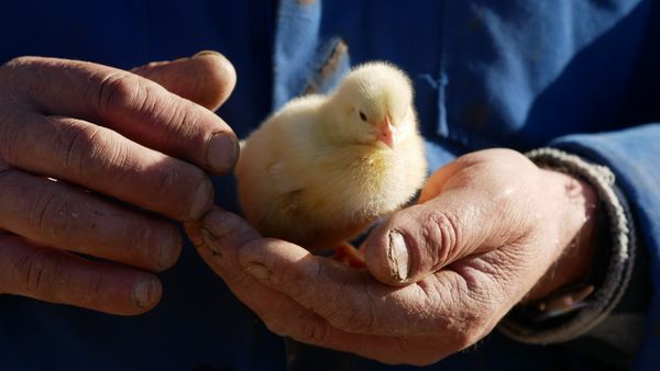 Manos sosteniendo un pollito
