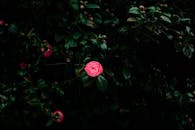 Dark foliage with a single pink camellia flower