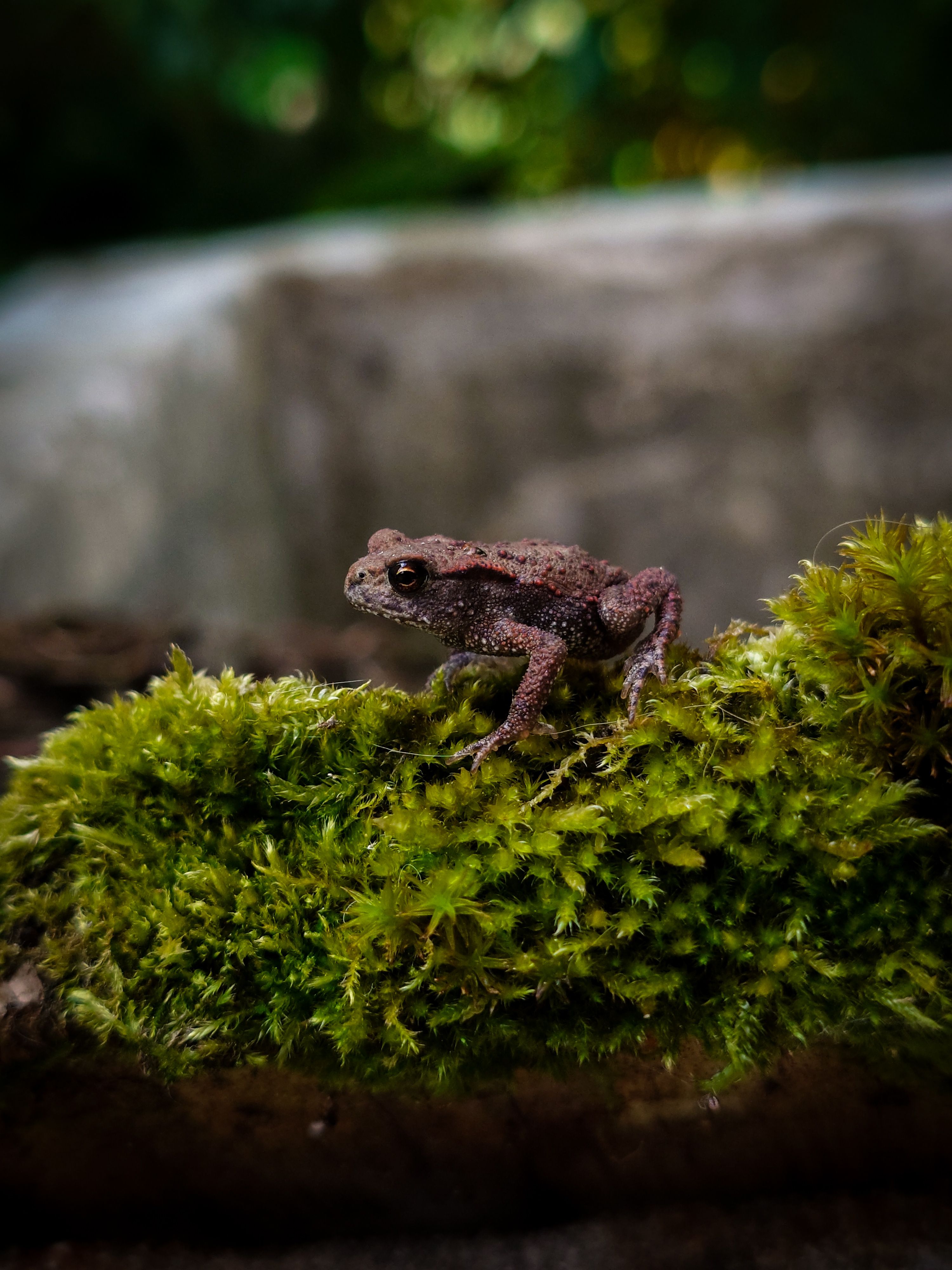 Close-up of Small Toad on Mossy Log · Free Stock Photo