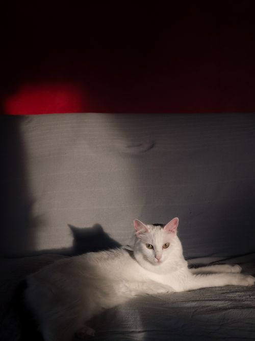 Free A serene white cat lounging in a sunbeam indoors, casting a soft shadow. Stock Photo