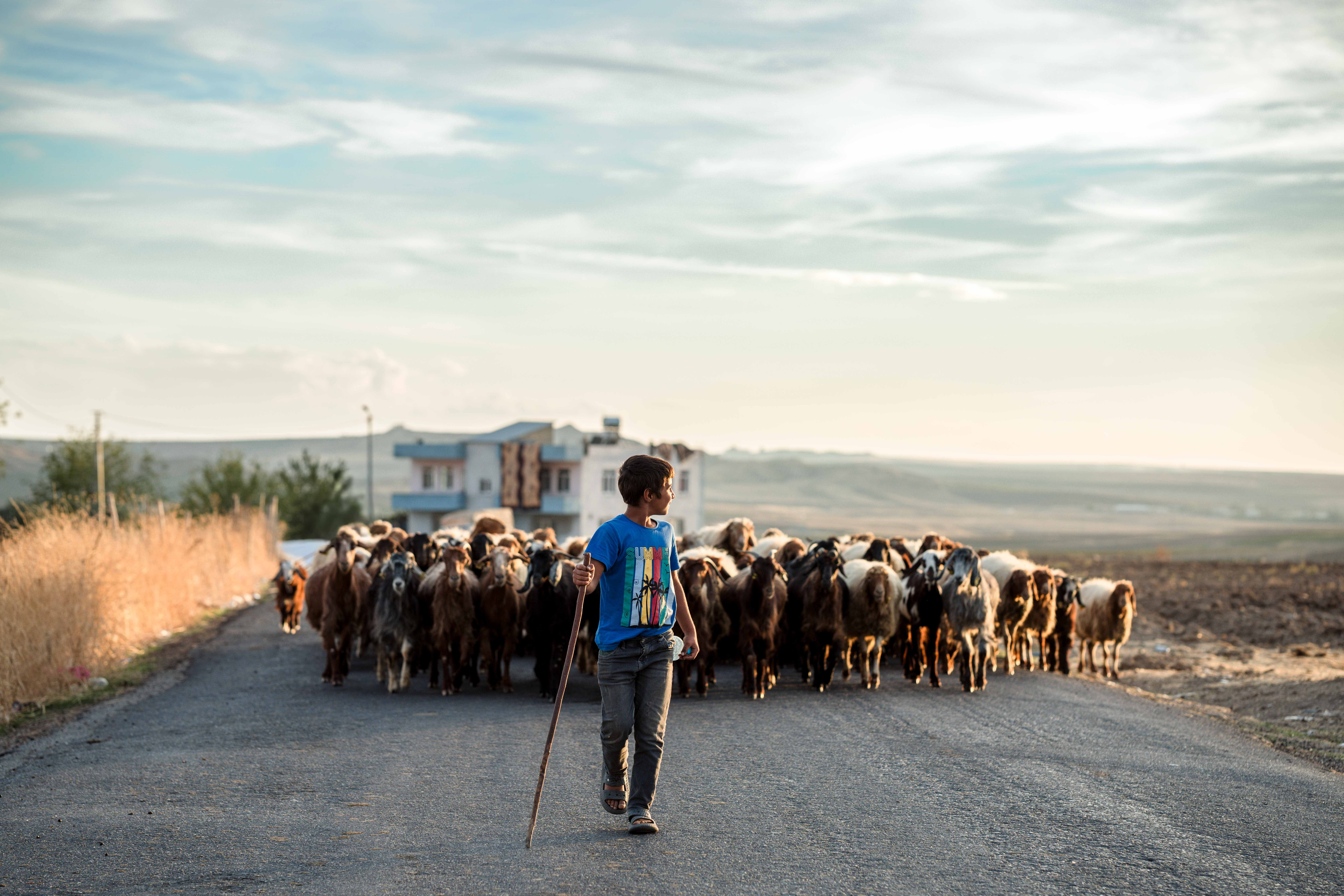 A young boy herds sheep along a rural road in Adıyaman, Türkiye, under a clear sky.