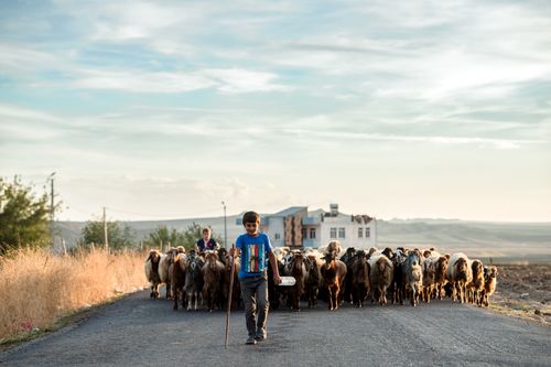 Free Children herding sheep along a rural road in Adıyaman, Türkiye at sunset. Stock Photo