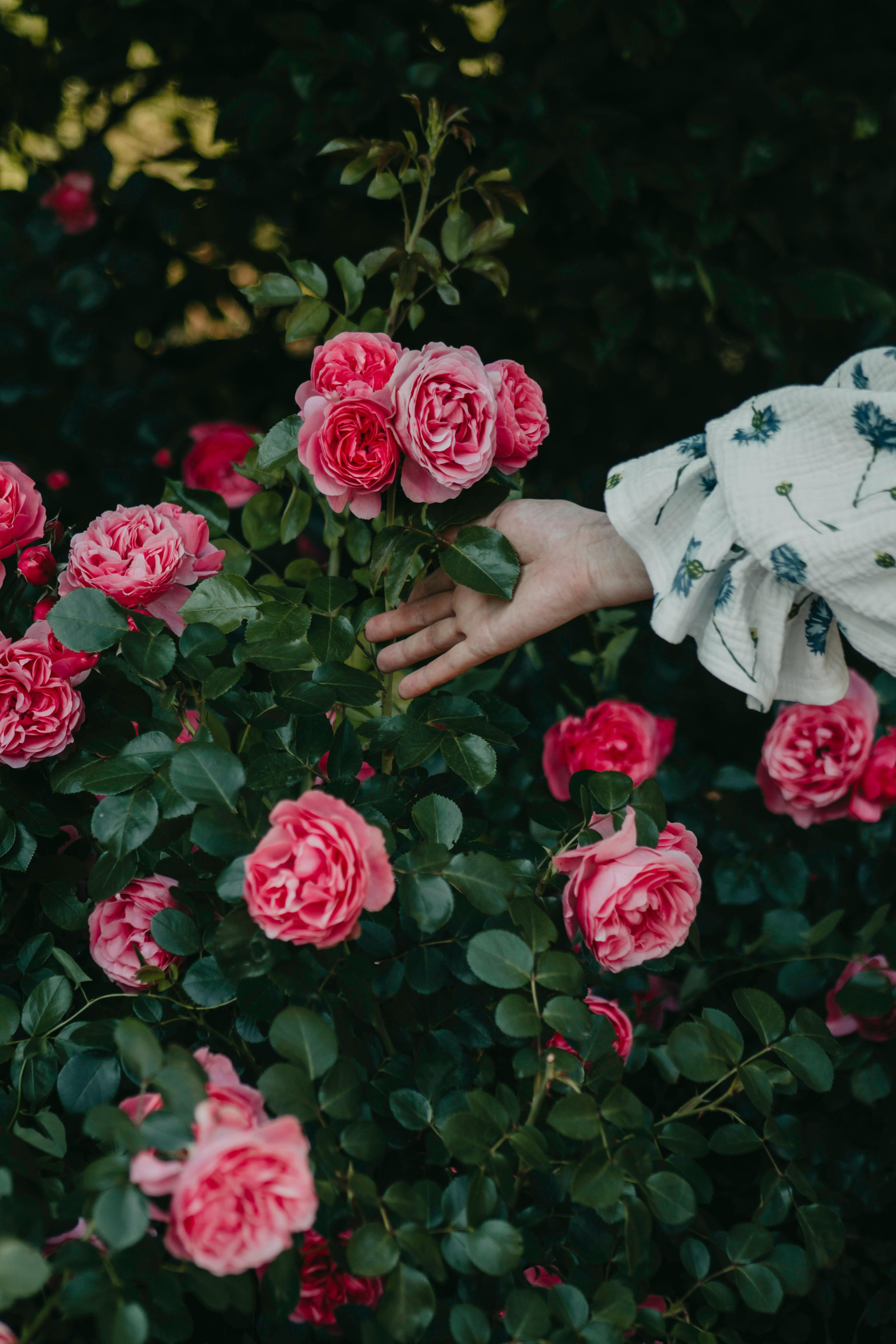[ColoSach]-a-delicate-hand-reaches-towards-blooming-pink-roses-in-a-lush-garden-setting.