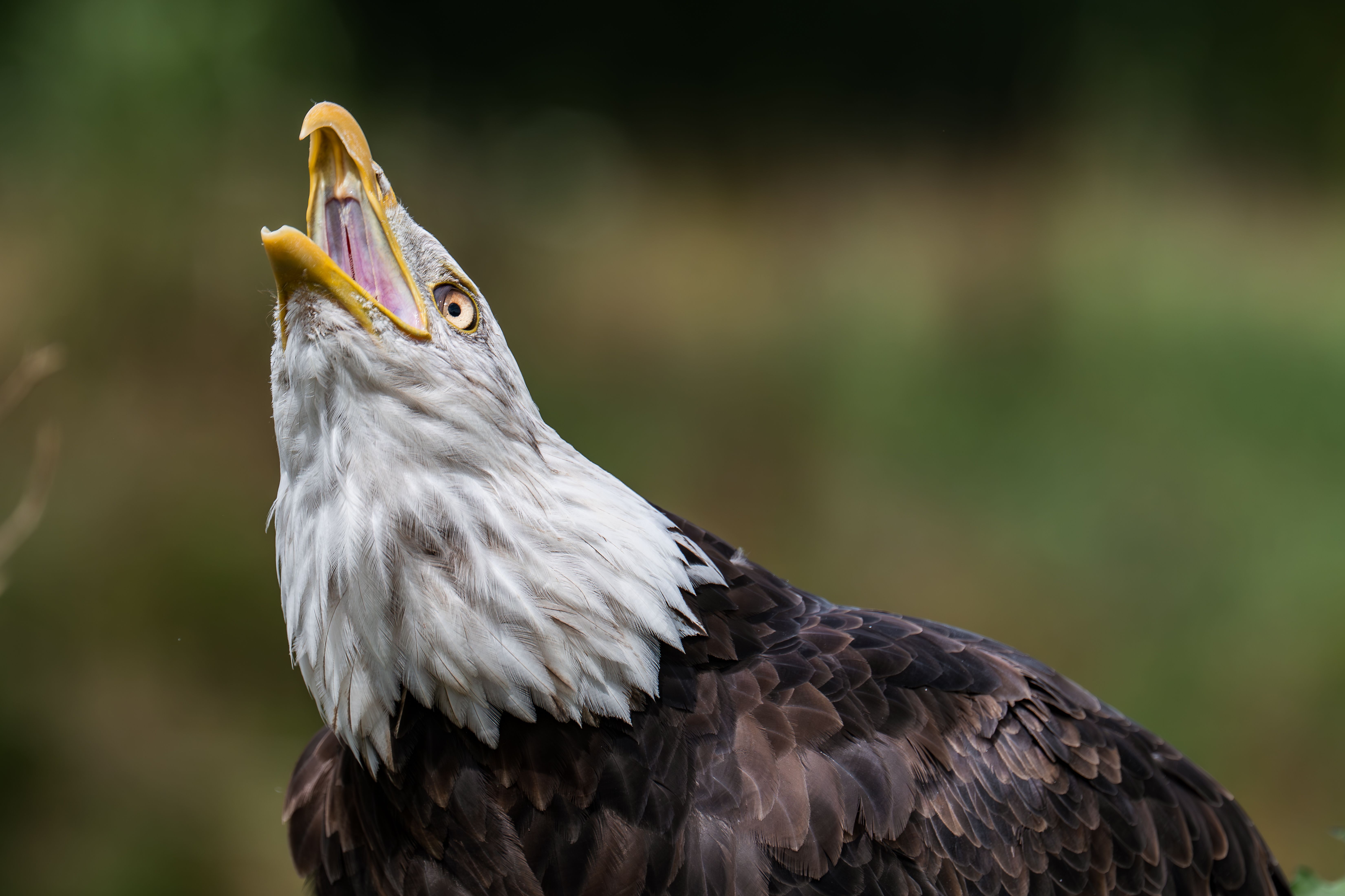 Dynamic shot of a bald eagle calling out, showcasing its majestic profile against a blurred background.