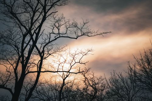 Free Silhouette of bare trees against a dramatic sunset sky with warm hues. Stock Photo