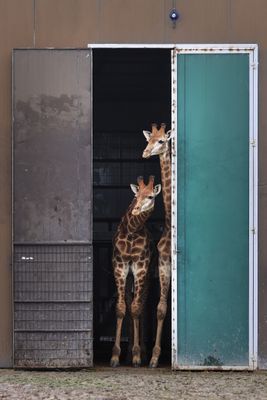 Loft style giraffe habitat