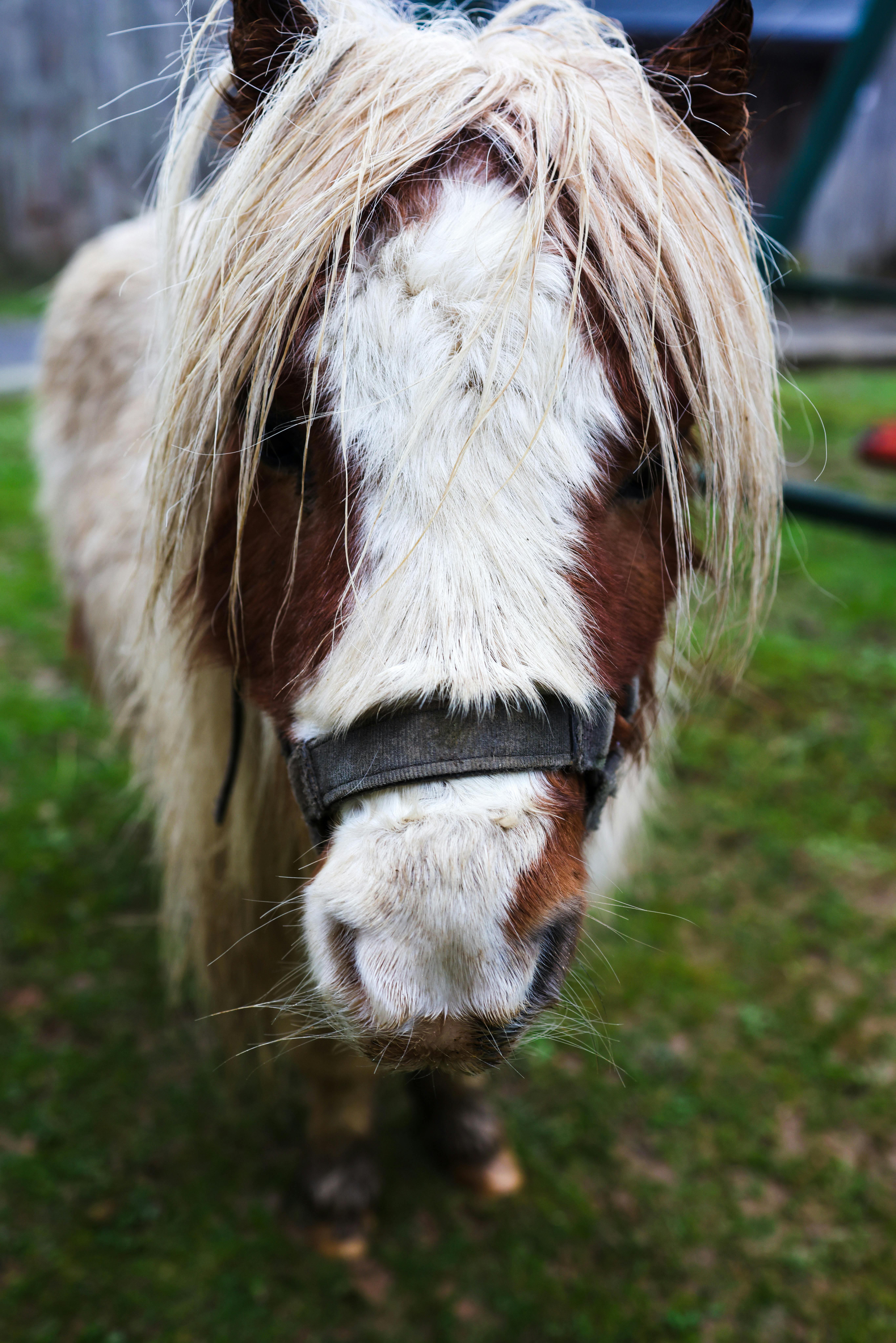 Adorable close-up of a fluffy Shetland pony in a green outdoor setting, showcasing its long mane and white and brown coat.