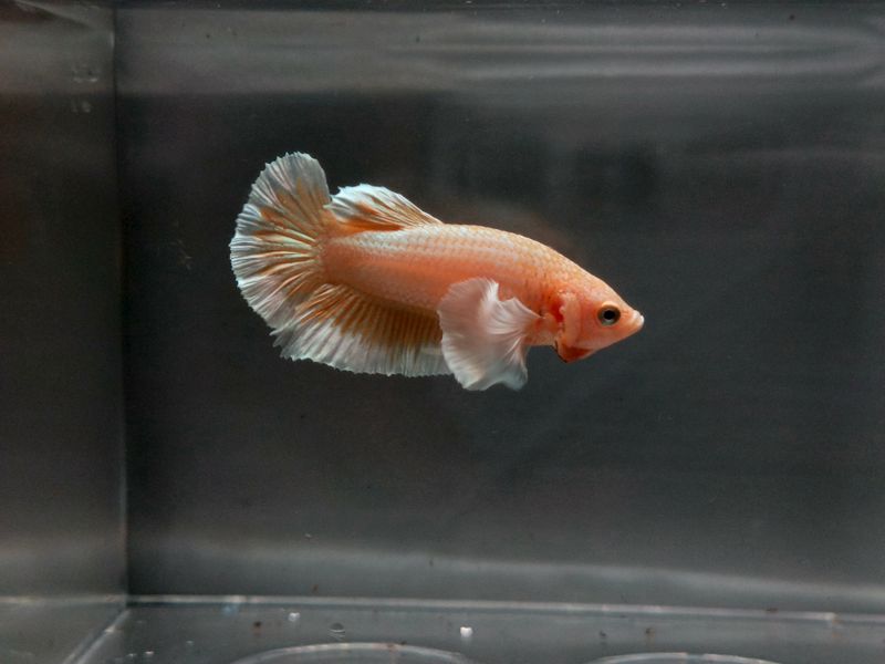 single betta fish in a small desktop tank