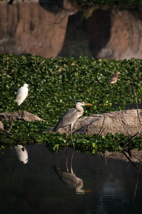 Free A serene scene of herons and egrets by a calm pond surrounded by lush greenery. Stock Photo