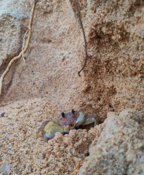 crab photo