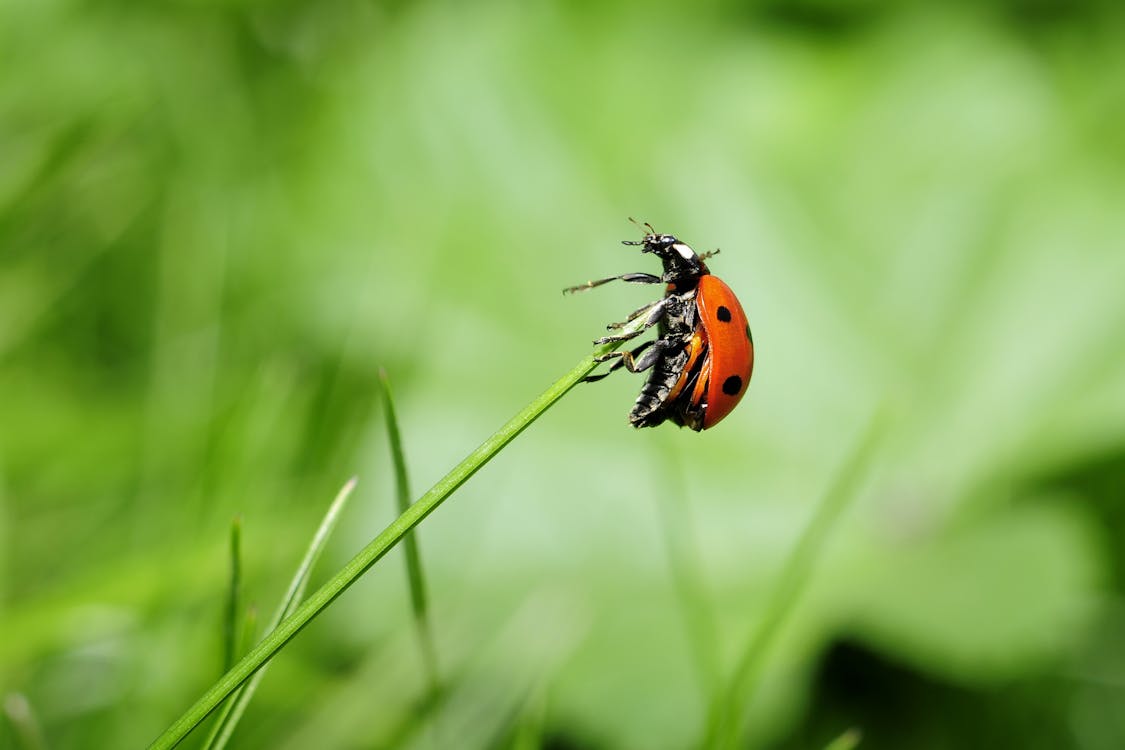 What do orange ladybugs mean?