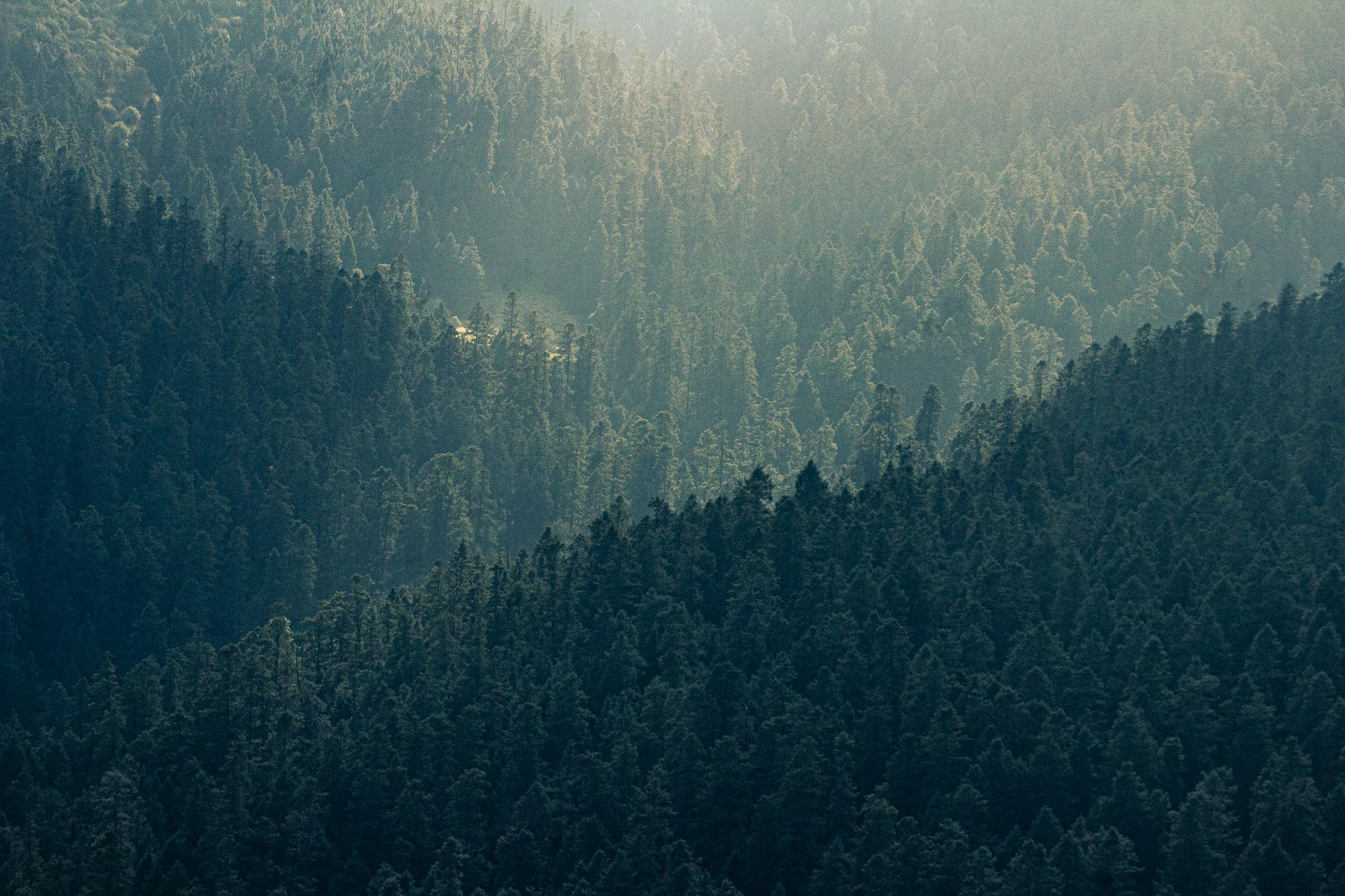 gratis Luchtfoto van een dicht, altijdgroen bos, verlicht door zacht ochtendlicht, wat een sereen, natuurlijk landschap creëert. Stockfoto