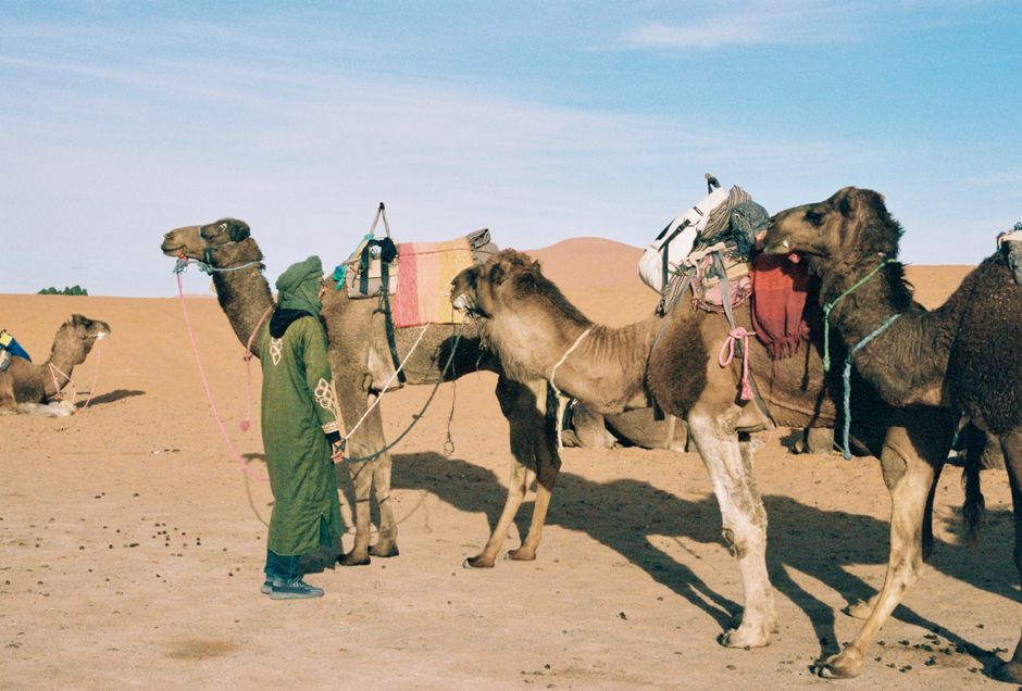 Group of camels with guide in traditional attire traversing the Sahara Desert.
