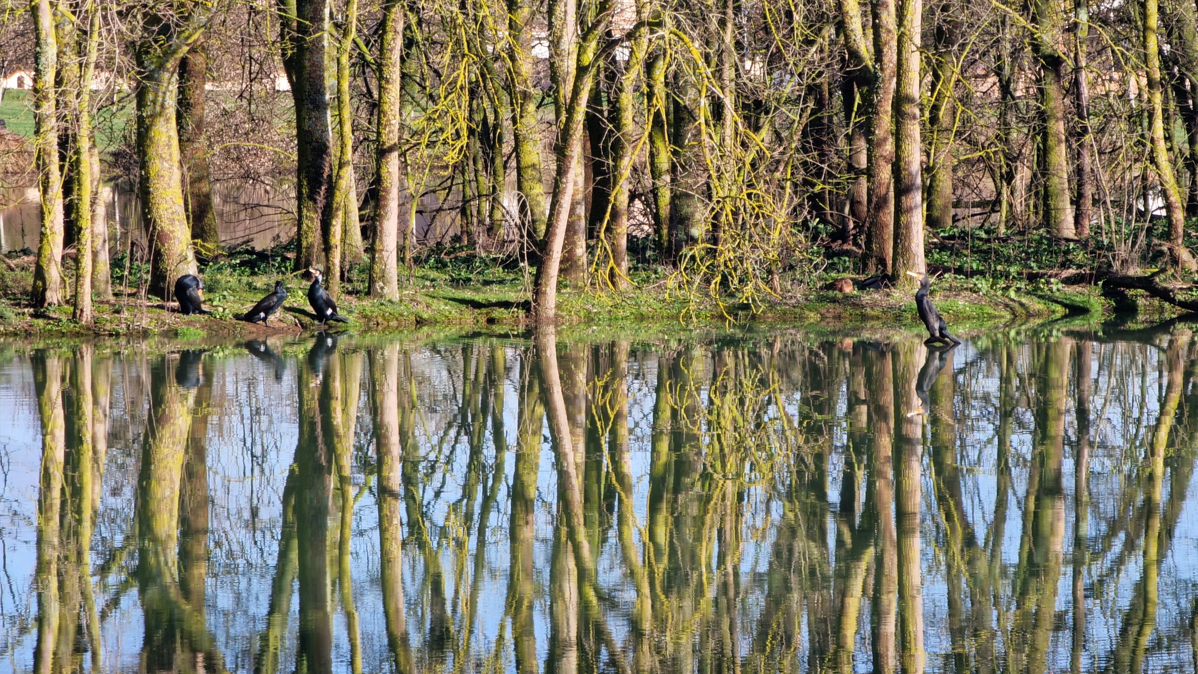 Lago tranquilo com reflexo de árvores