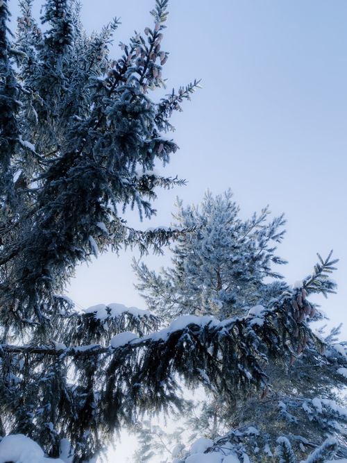 Free A serene view of snow-covered pine trees under a clear winter sky. Stock Photo