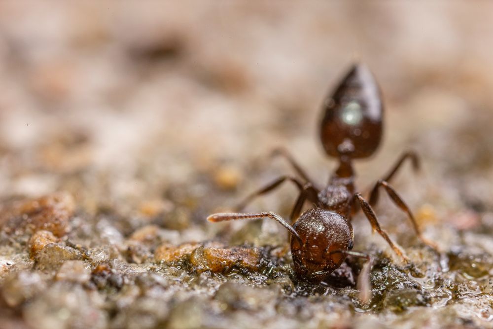 Close-up macro photo of an ant, representing ant control services