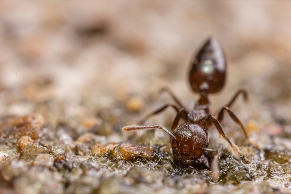 Macro photo of a brown ant on gravel