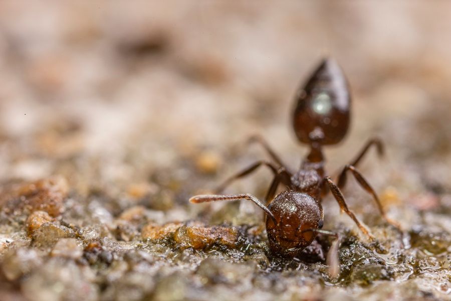 Close-up macro photo of a brown ant, a common household pest in Shakopee