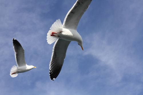 Free Two seagulls gracefully flying high with a clear blue sky backdrop in San Francisco. Stock Photo