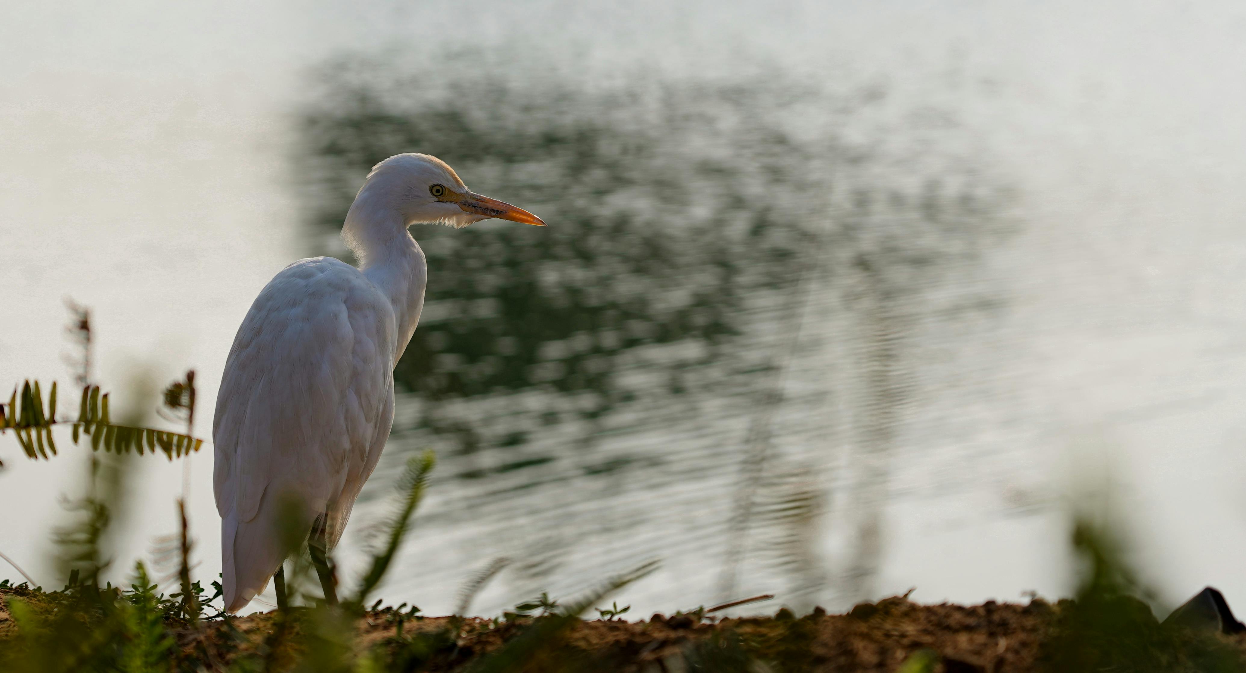gratis Een witte zilverreiger staat vredig aan de oever van een meer in Gurugram, India. Stockfoto