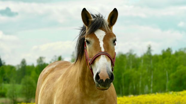 Close-up of a beautiful brown horse standing in a lush green spring meadow.