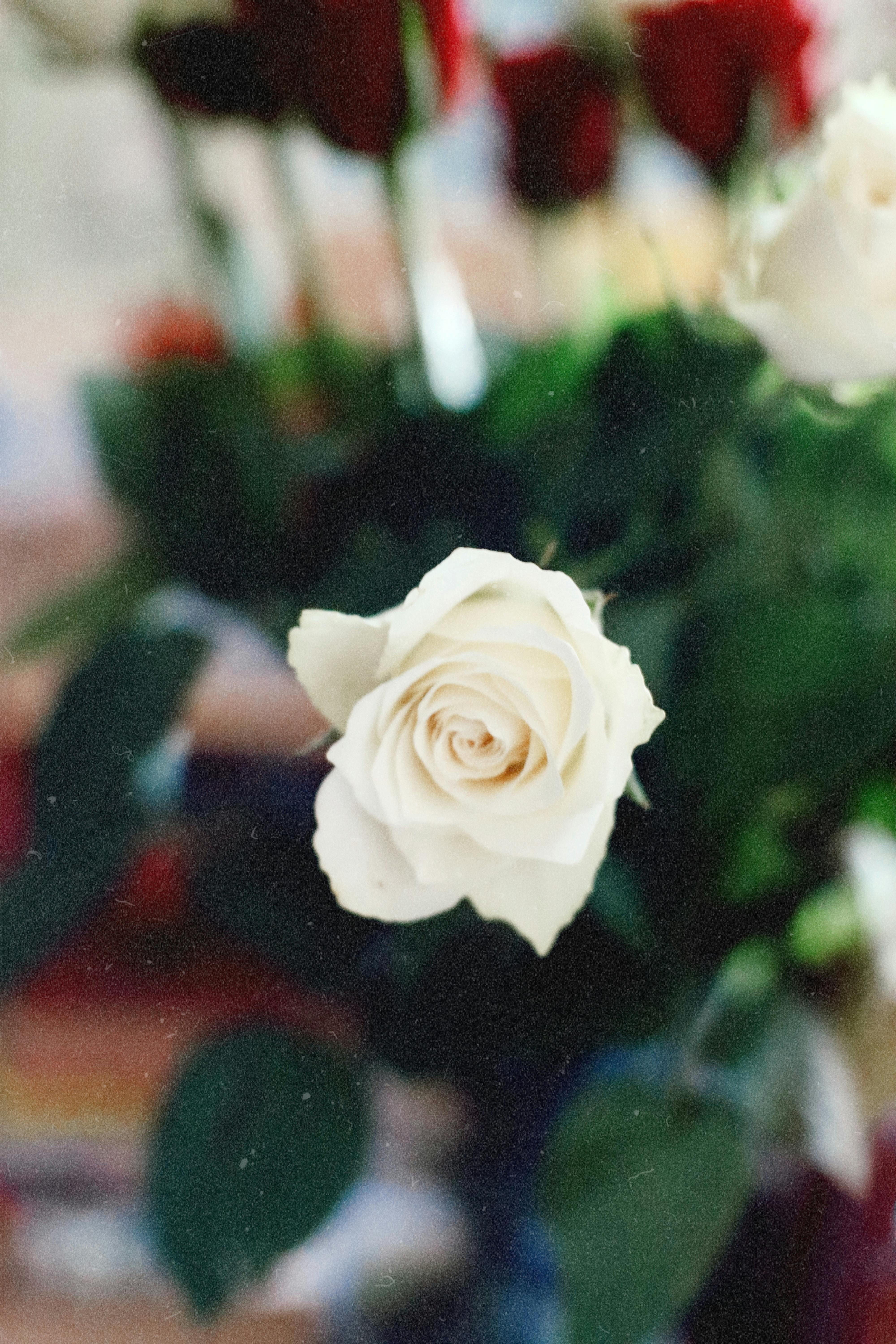 grátis Close-up de uma rosa branca em um buquê de flores vermelhas, foco suave. Foto profissional