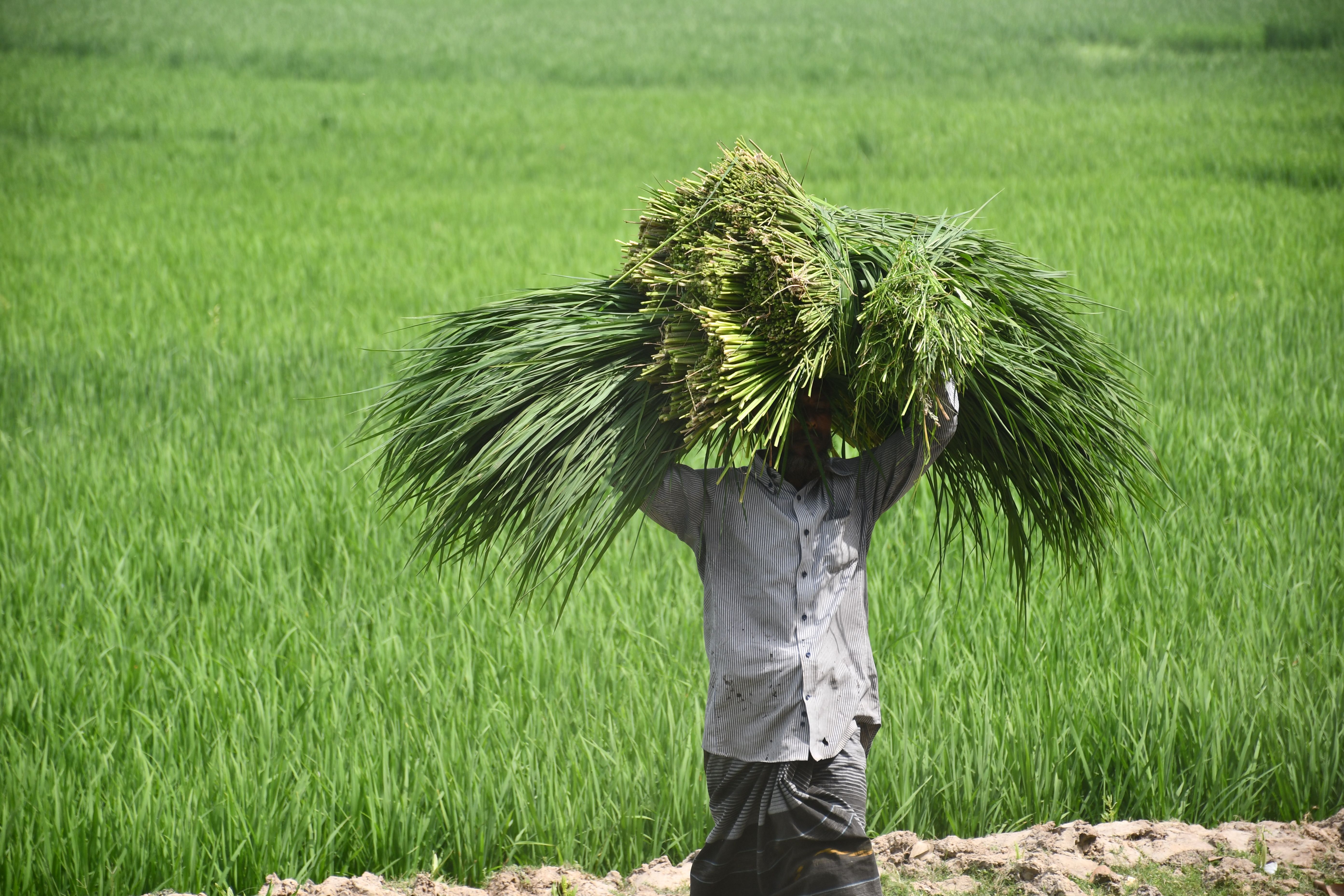 From daily burden to scheduled protection: the “vaccine-like” shift in hypertension - Nature — Photo by masudar rahman on Pex