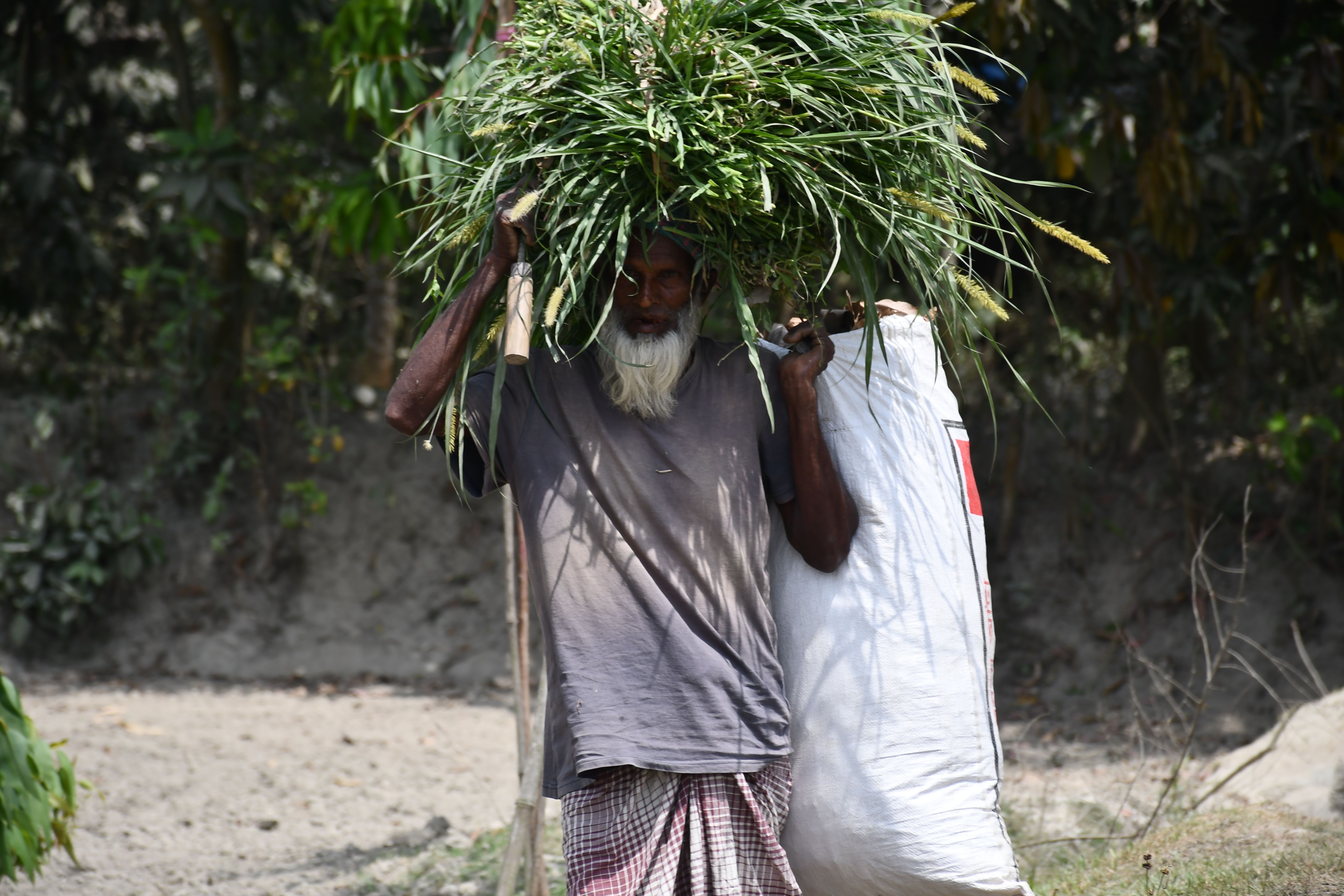Elderly Man Carrying Forage in Rural Bangladesh · Free Stock Photo