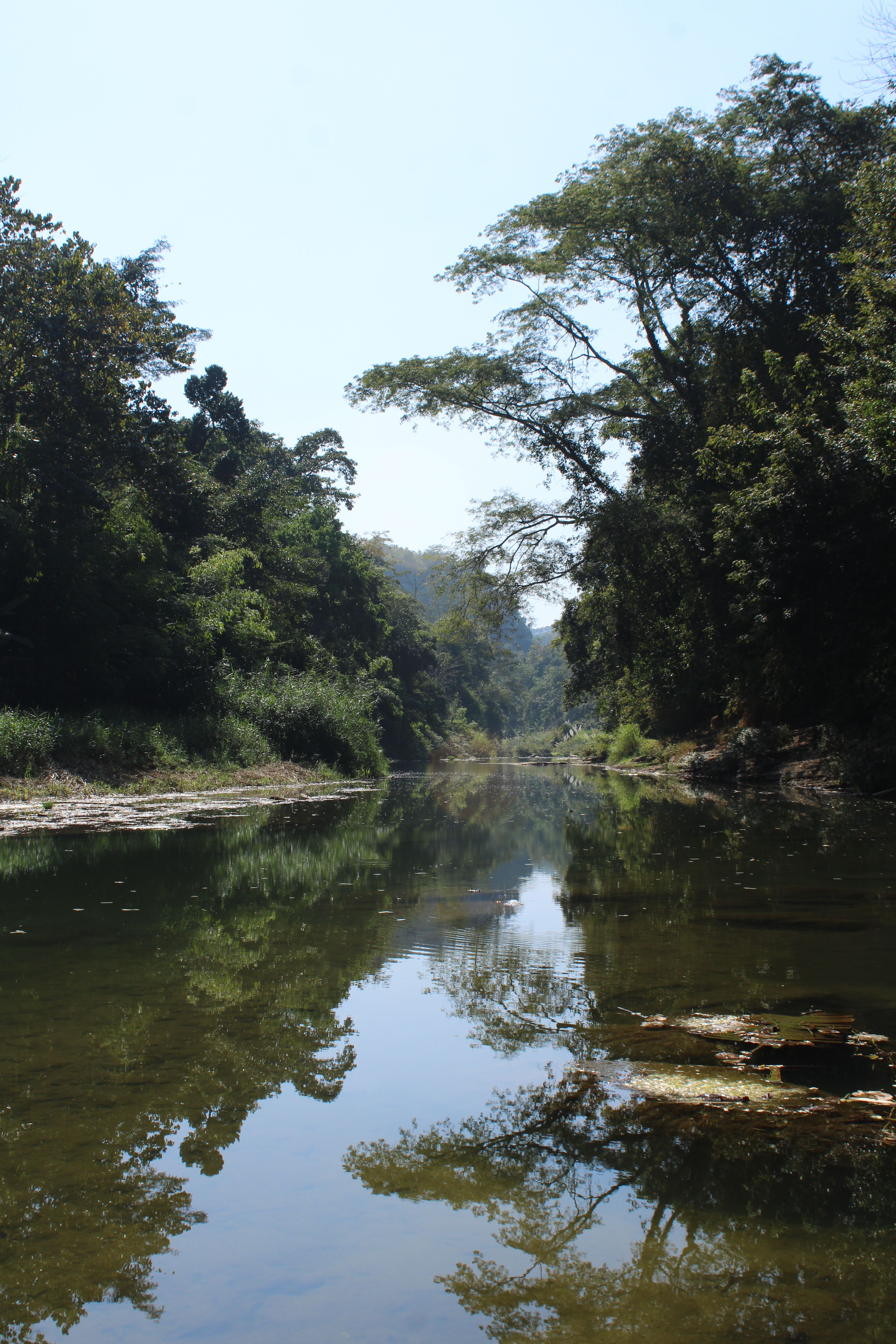 Serene river winding through lush green forest with tree reflections on water.