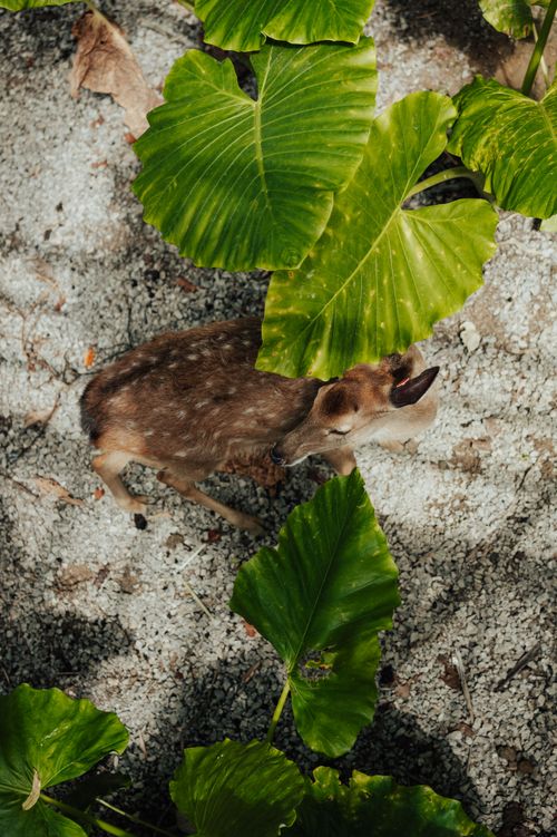 Free An overhead view of a deer amidst large green leaves on a textured ground, creating a serene nature scene. Stock Photo