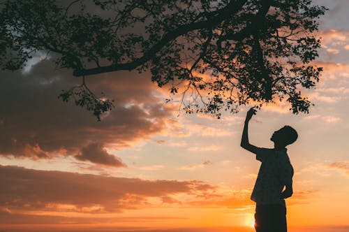 Silhouette of Man Standing Under Tree during Sunset