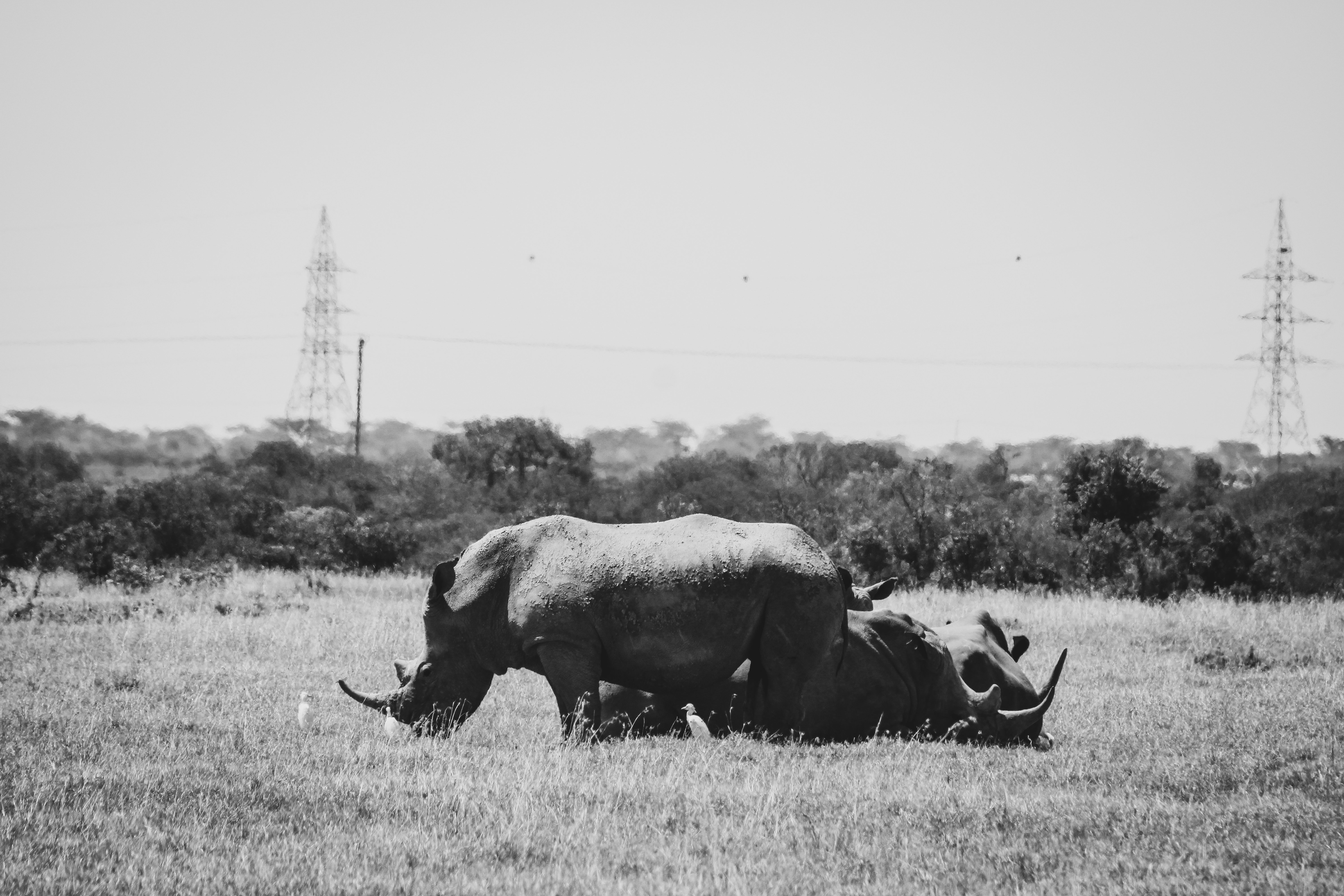 Ziwa Rhino Sanctuary, Uganda - travel photo