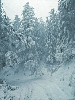 Pristine winter landscape with snow-laden trees and a serene forest path.