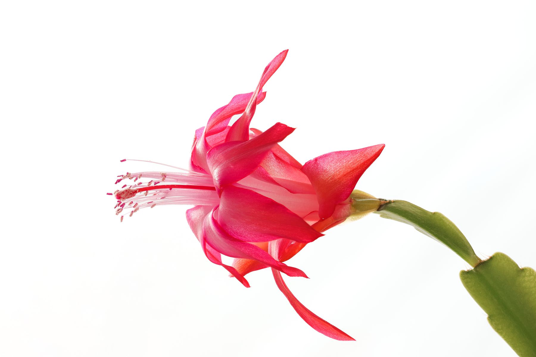 Red Christmas cactus flower close-up Red Christmas cactus flower close-up