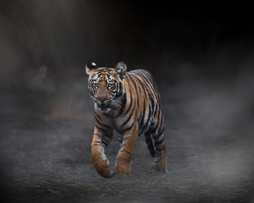 Free A majestic tiger walking through a foggy environment in India, capturing the wild essence. Stock Photo