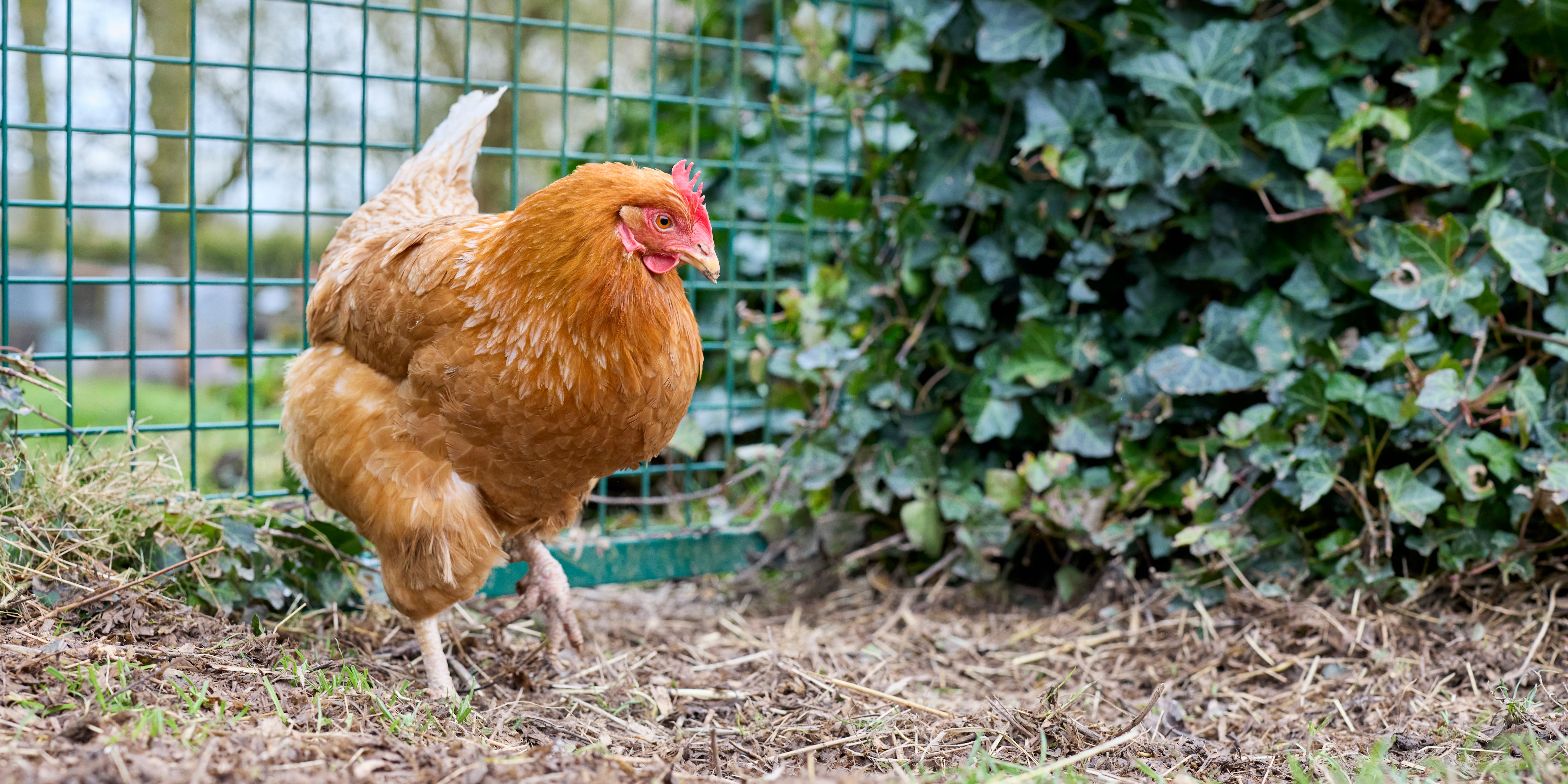 Backyard Chickens