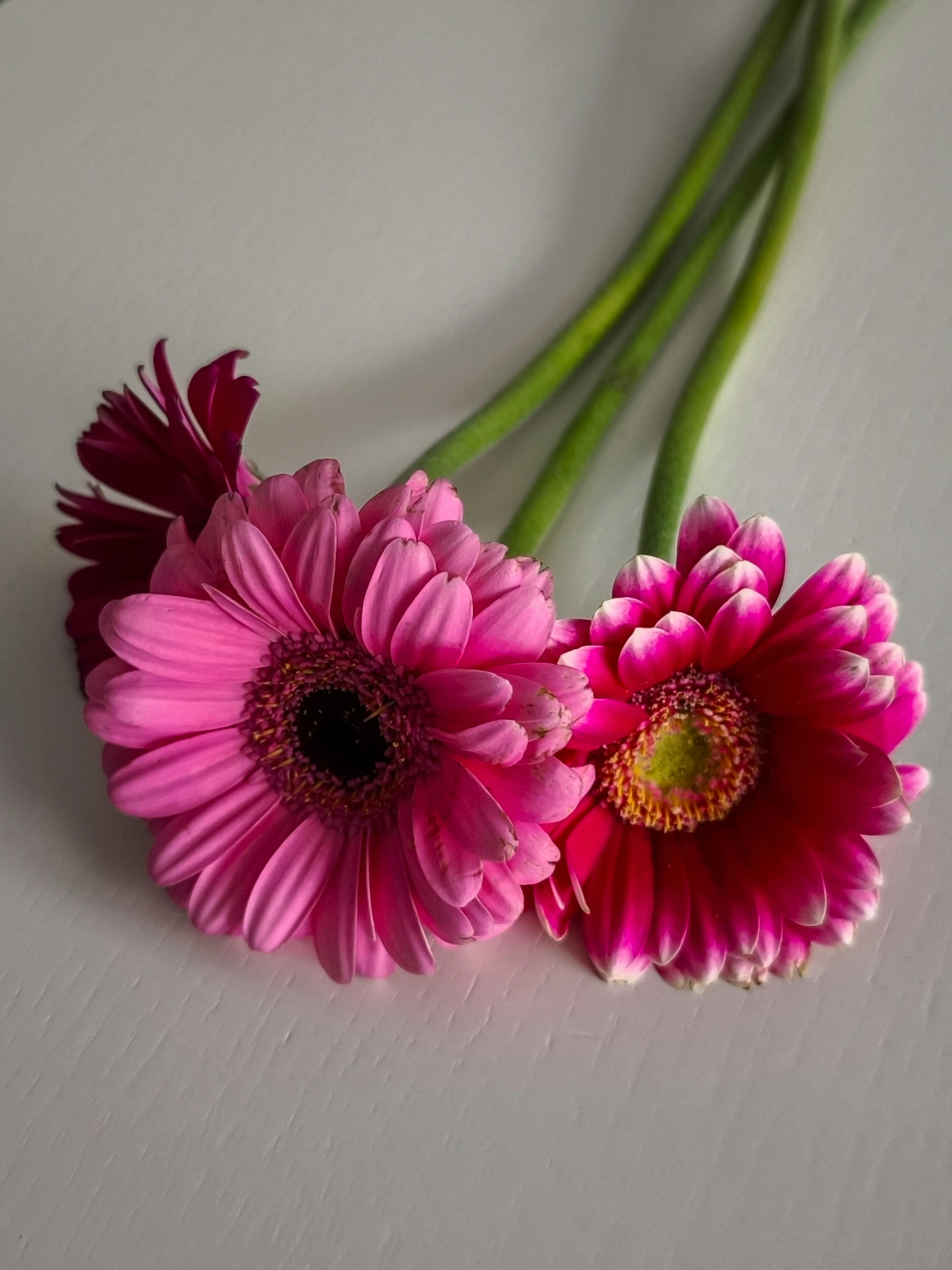 [ColoSach]-aesthetic-arrangement-of-bright-pink-gerbera-daisies-on-a-clean-white-surface,-ideal-for-floral-designs.