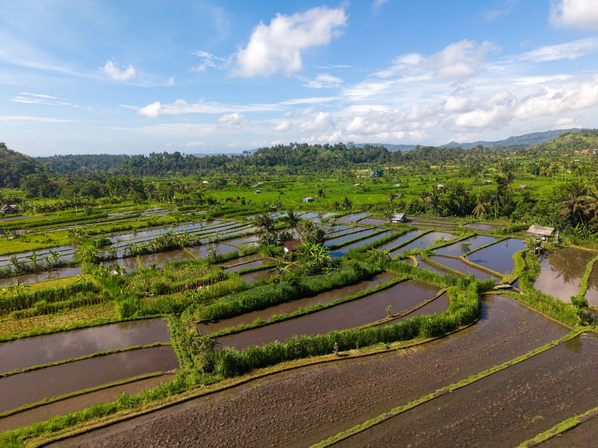 4 Day Relaxation Ayurveda Wellness w/ Yoga Retreat in Bali 2