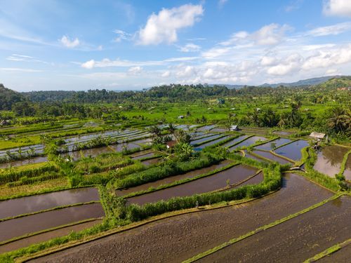 Free Scenic aerial view of lush rice terraces in Bali, Indonesia under a bright blue sky. Stock Photo