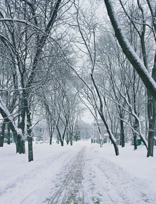 Free Serene snowy path surrounded by bare trees on a winter's day, evoking tranquility. Stock Photo