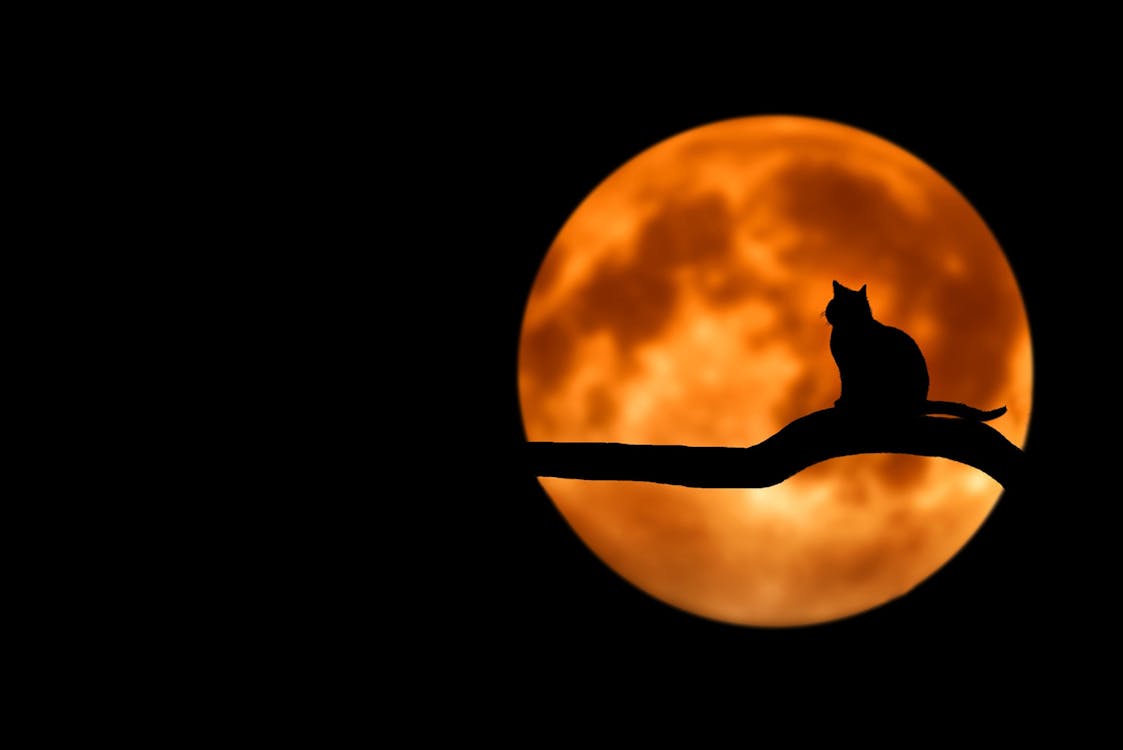 Free Photography of Cat at Full Moon Stock Photo