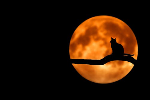 Fotografia Di Cat At Full Moon