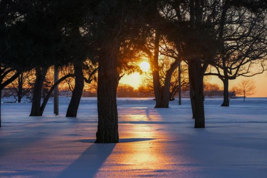 Peaceful winter sunset casting golden hues over snow-laden pine trees.
