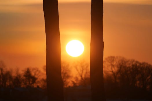 Captivating sunset view with silhouettes of trees framing the bright sun.